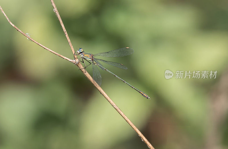 柳翡翠豆娘(Chalcolestes viridis)在树枝上休息，展开翅膀